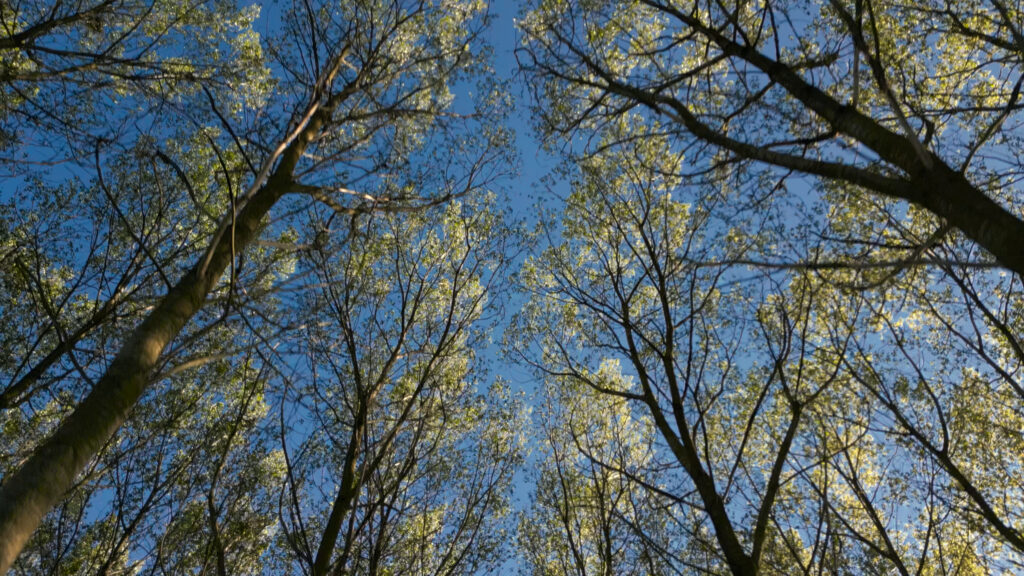 bois orée